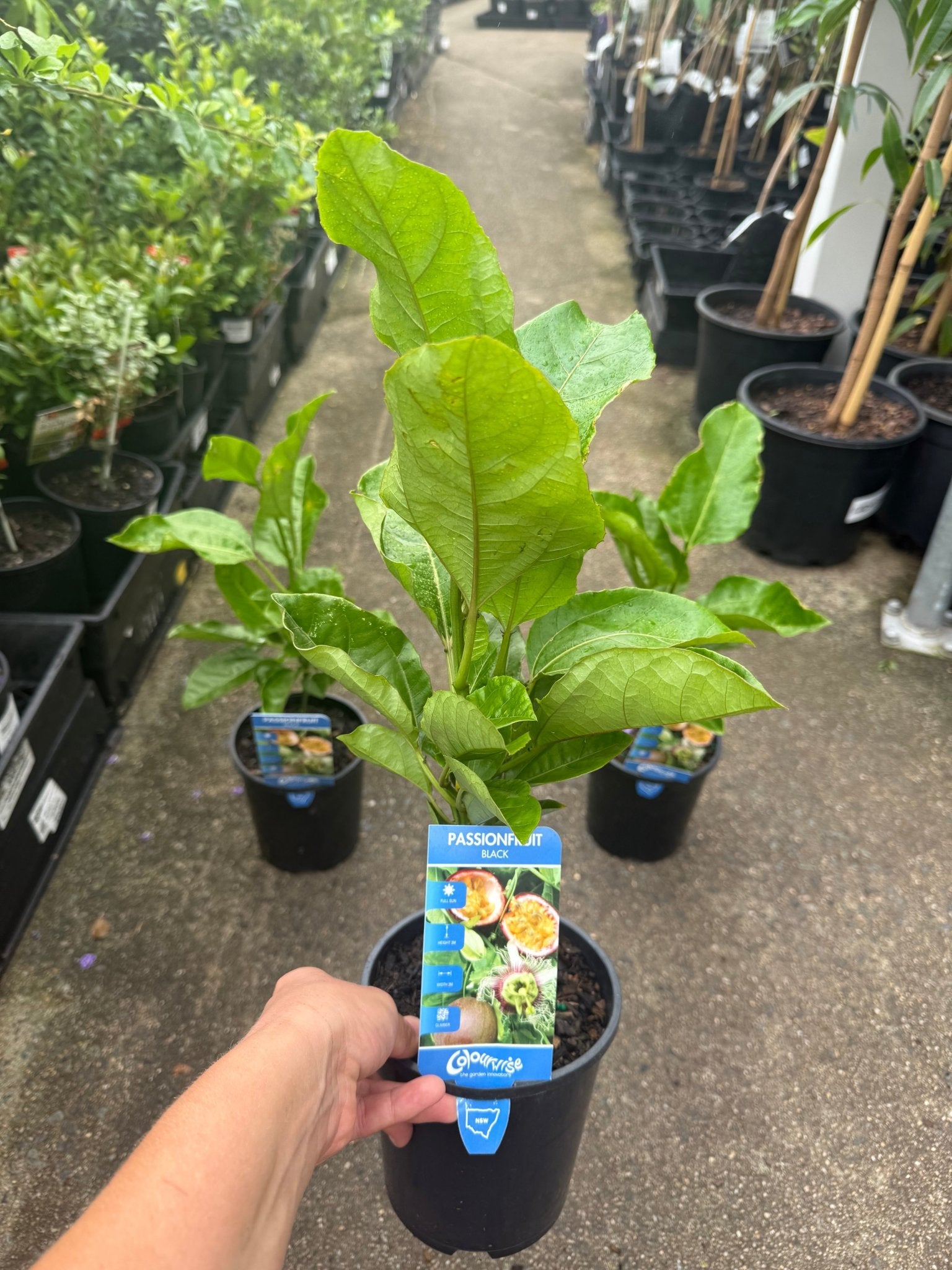 Passionfruit 'Norfolk Black' - Ladybird Nursery