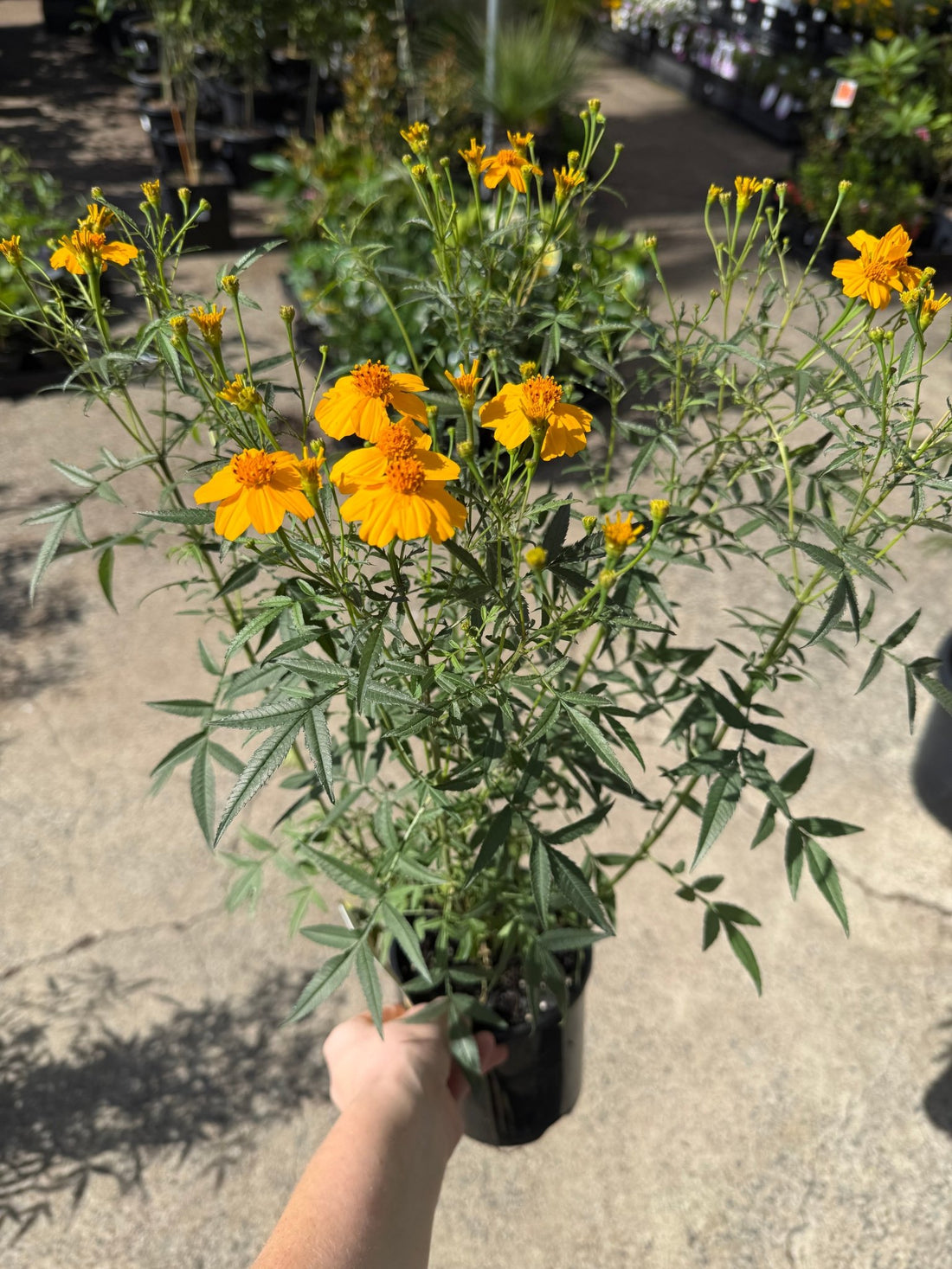 Marigold 'Mexican' (Tagetes lemmonii) - Ladybird Nursery
