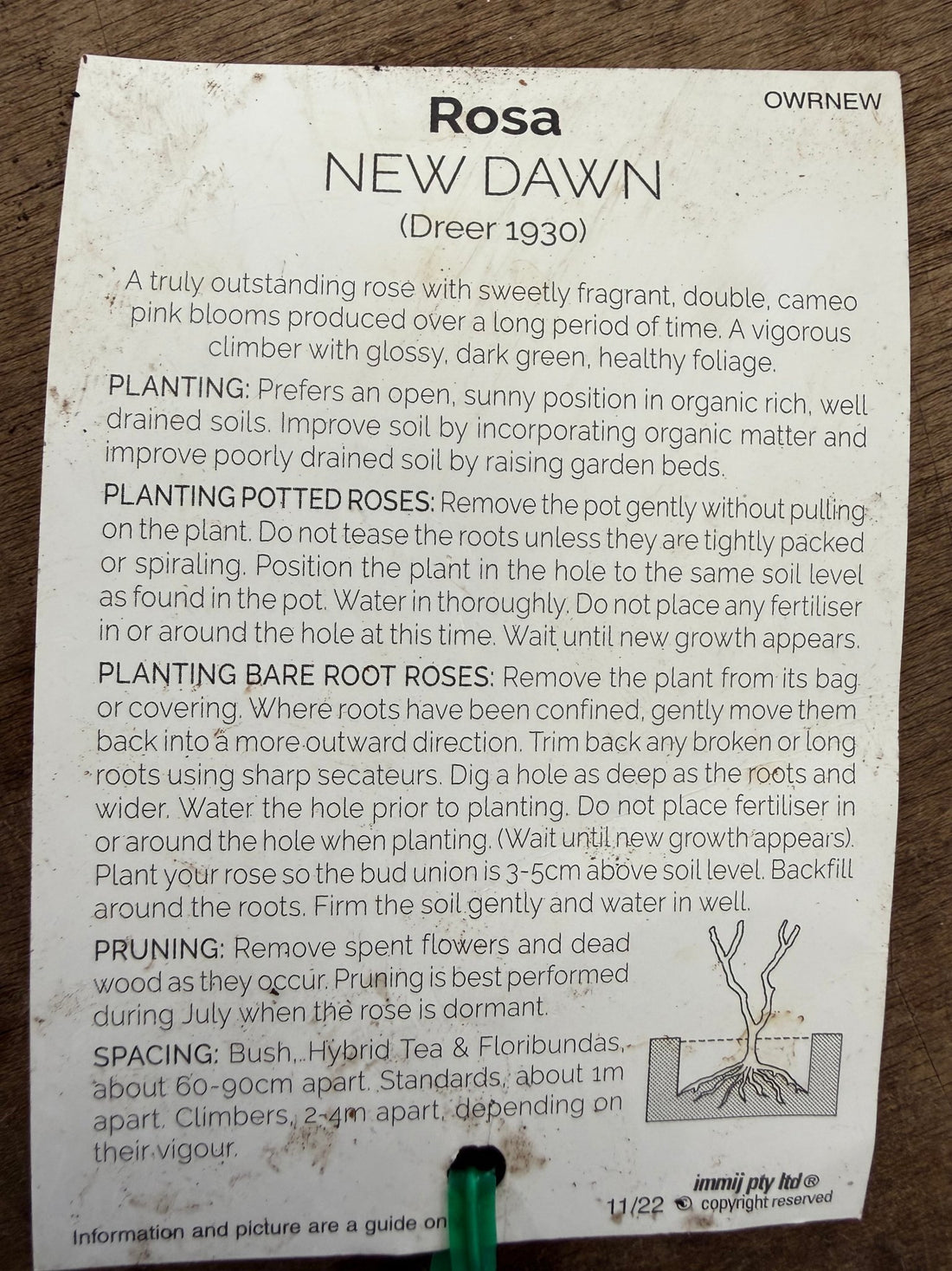Rose ‘New Dawn’ - Ladybird Nursery