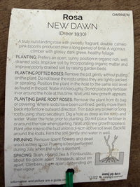 Rose ‘New Dawn’ - Ladybird Nursery