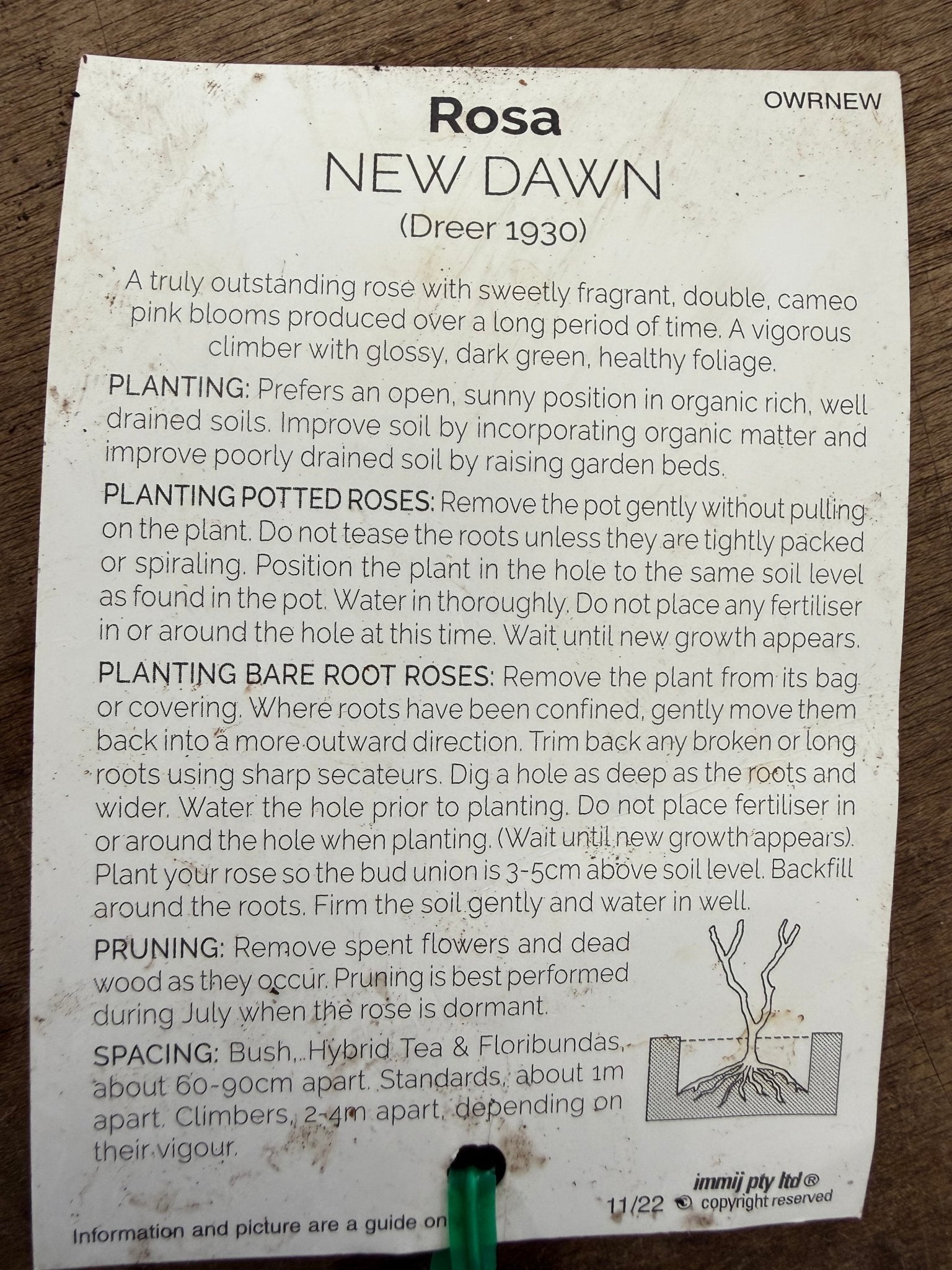 Rose ‘New Dawn’ - Ladybird Nursery