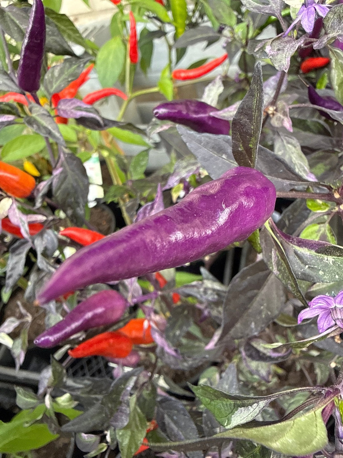 Chilli 'Purple Thai' - Ladybird Nursery
