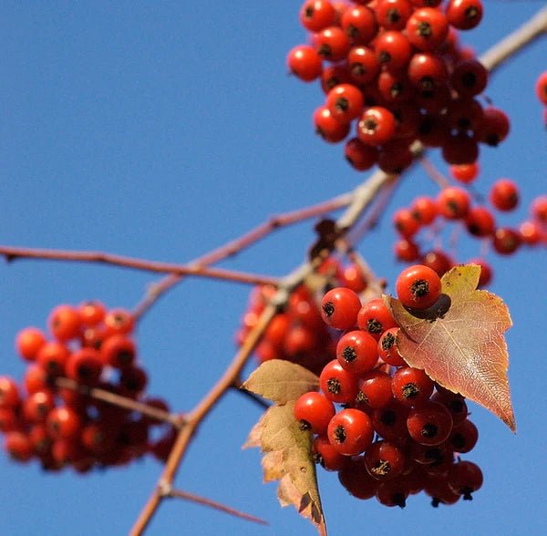 Washington Hawthorn (Crataegus phaenopyrum) - Ladybird Nursery