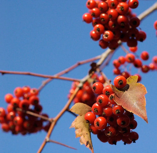 Washington Hawthorn (Crataegus phaenopyrum)