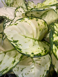 Aglaonema 'White Valentine' - Ladybird Nursery