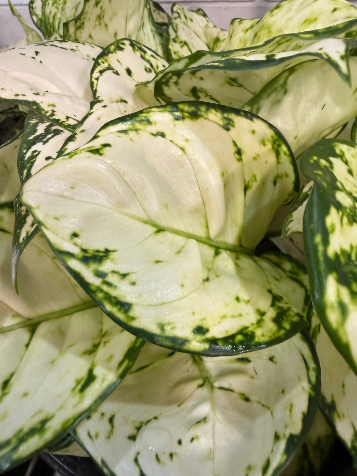 Aglaonema 'White Valentine' - Ladybird Nursery