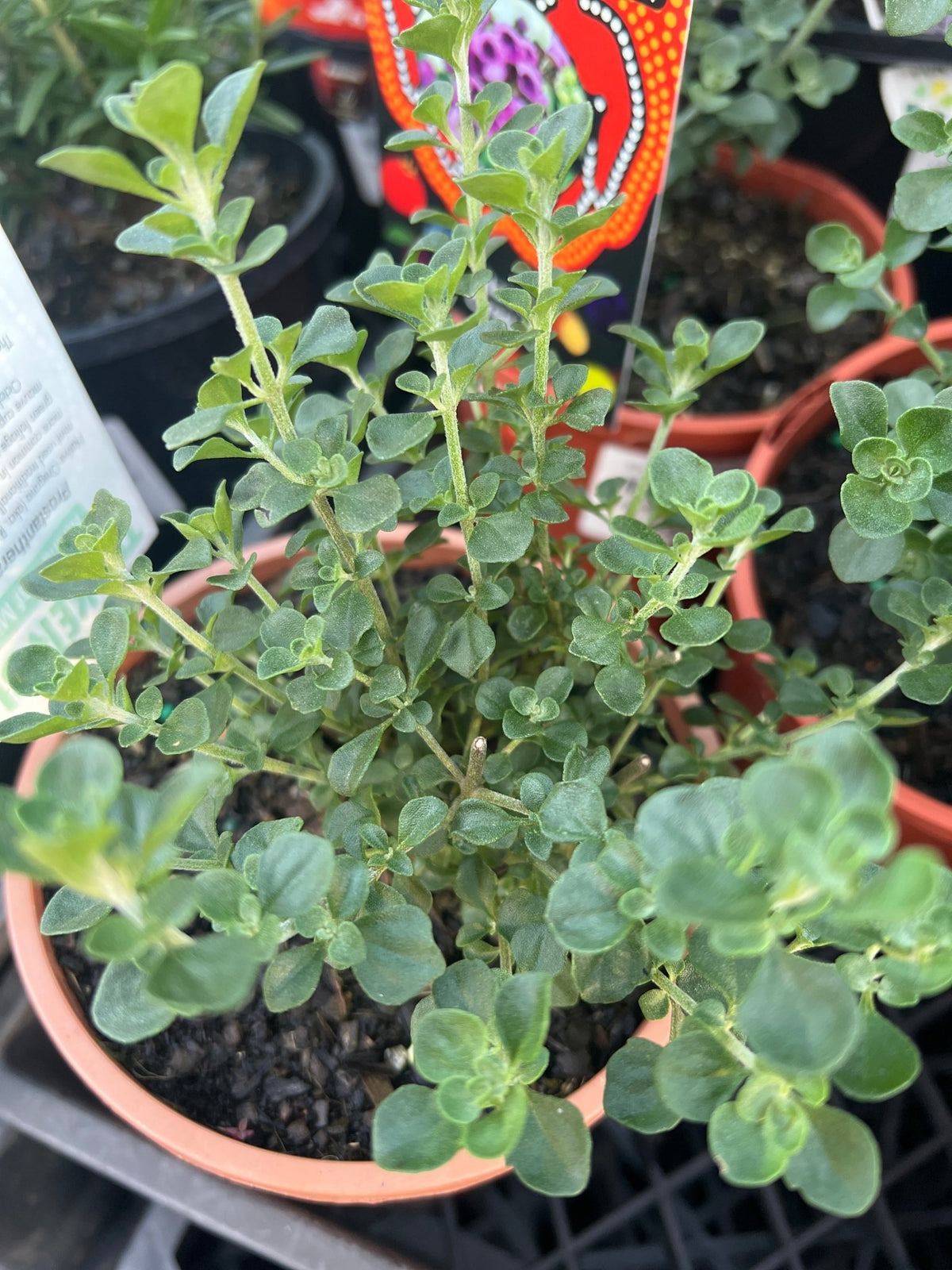 Native Oregano (Prostanthera rotundifolia) - Ladybird Nursery