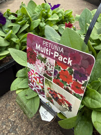 Petunia 'Lo Rider Mix'- 10 Cell Pot (PICK UP ONLY) - Ladybird Nursery