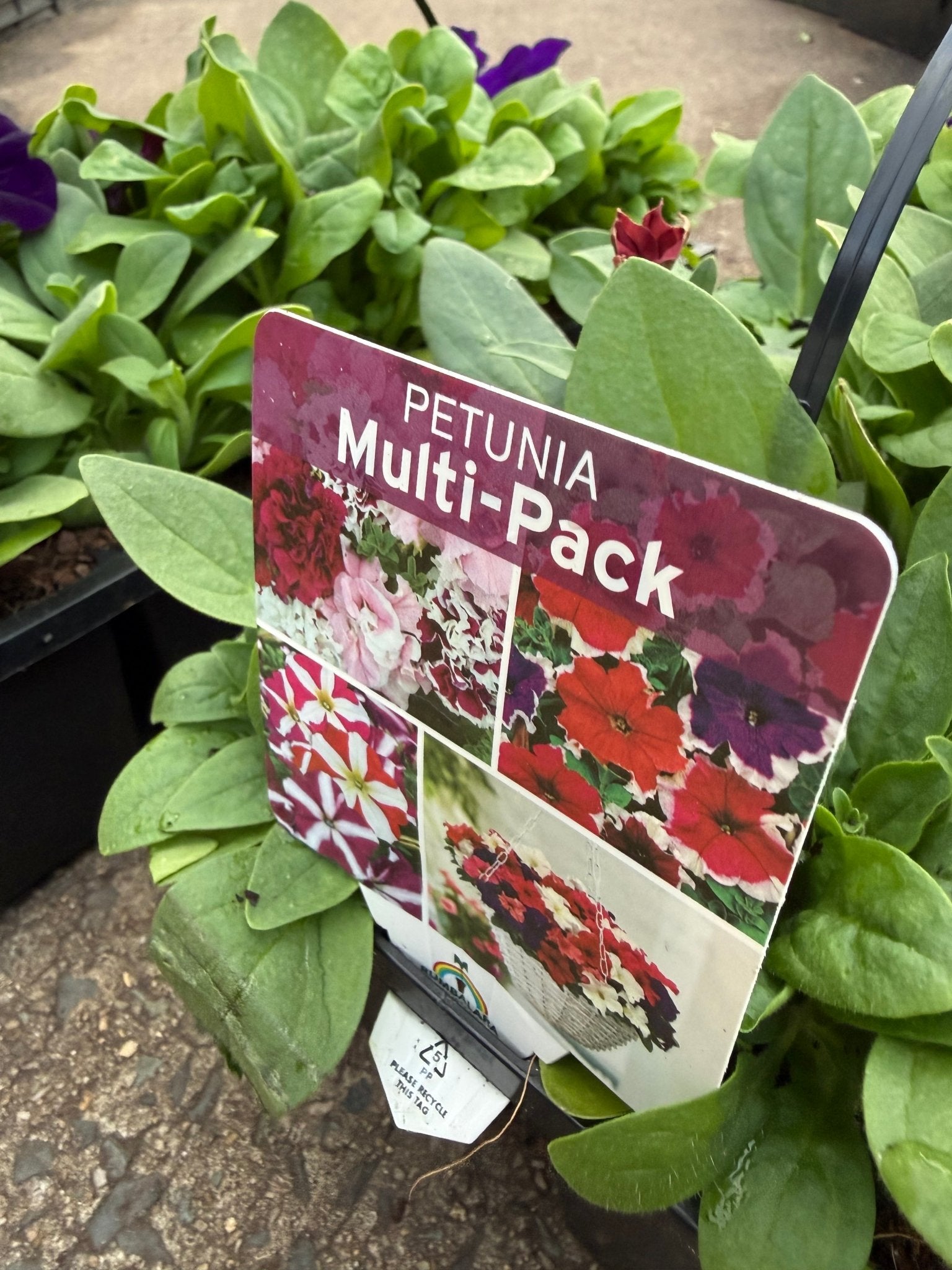 Petunia 'Lo Rider Mix'- 10 Cell Pot (PICK UP ONLY) - Ladybird Nursery