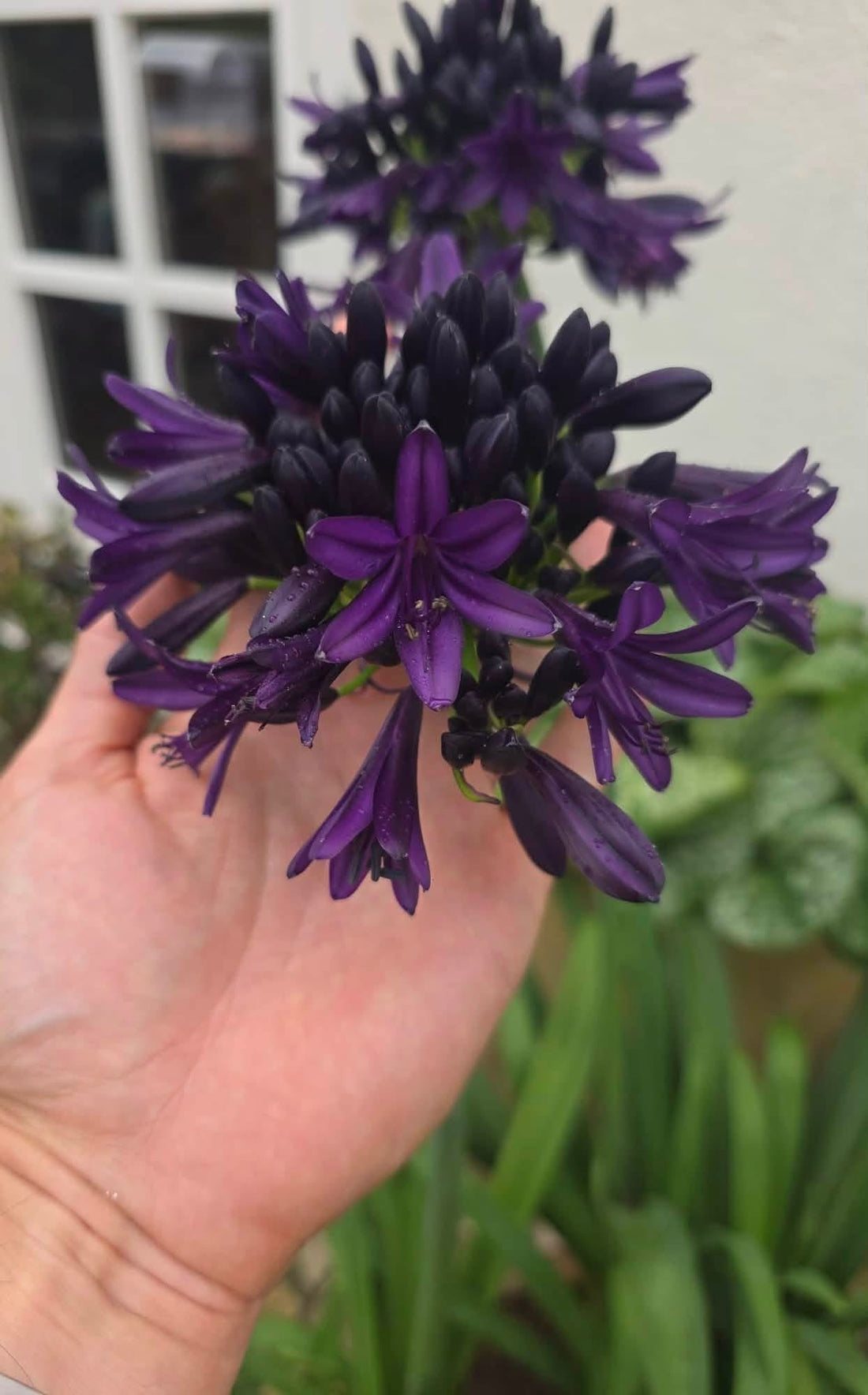 Agapanthus 'Black Jack' - Ladybird Nursery