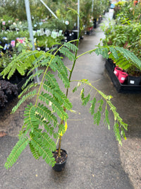Poinciana Tree 'Yellow' (Delonix regia var. flavida) - Ladybird Nursery