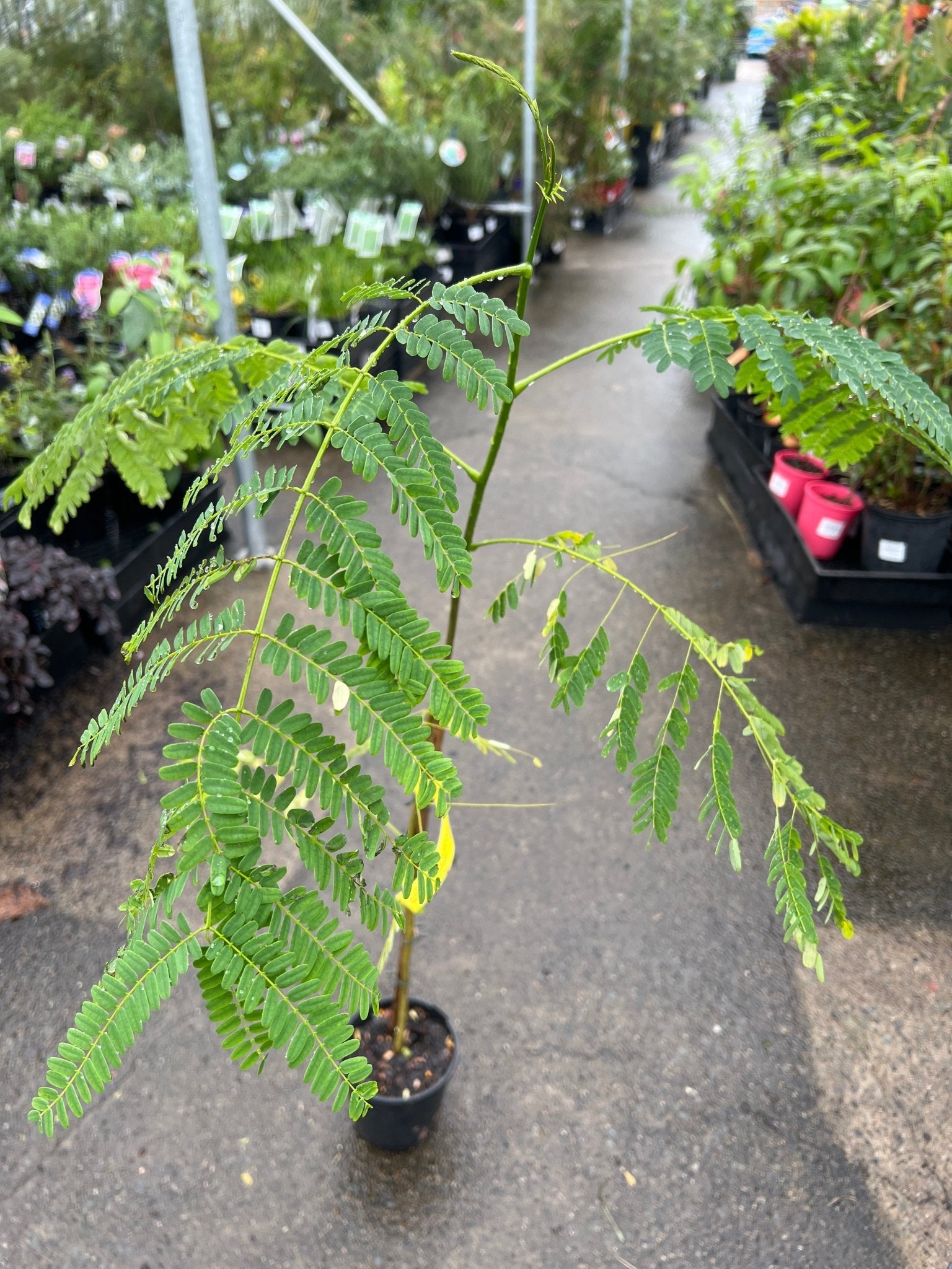 Poinciana Tree 'Yellow' (Delonix regia var. flavida) - Ladybird Nursery