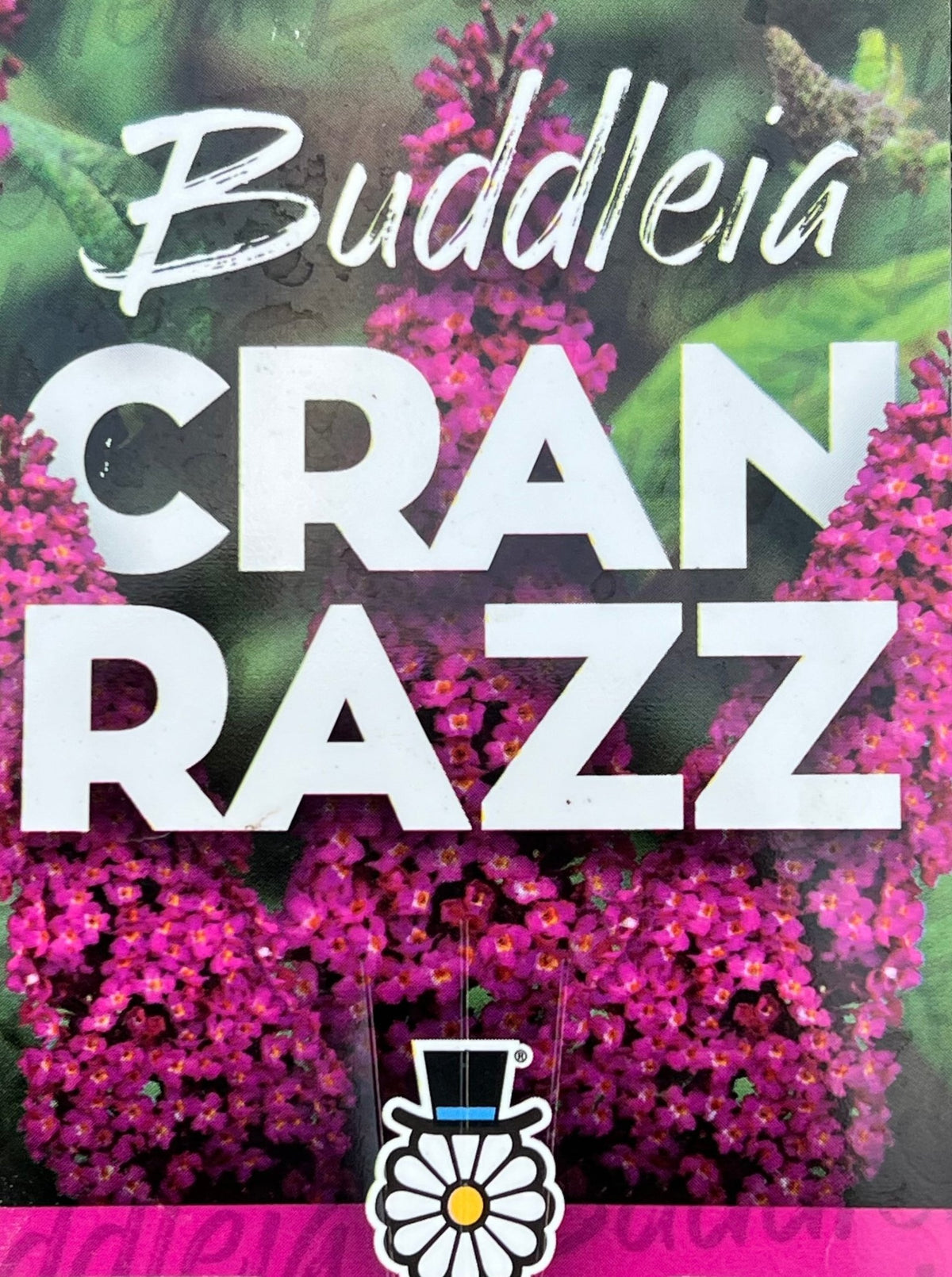 Butterfly Bush 'CranRazz' (Buddleja davidii) - Ladybird Nursery