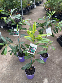 Paperbark Satinash (Syzygium papyraceum) - Ladybird Nursery