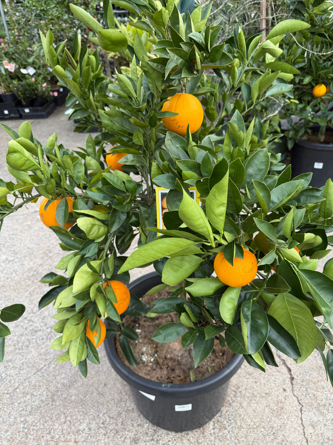 Orange 'Lanes Late Navel' Advanced 500mm Pot (PICK UP ONLY)