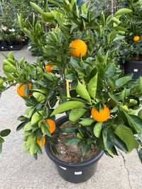 Orange 'Lanes Late Navel' Advanced 500mm Pot (PICK UP ONLY)