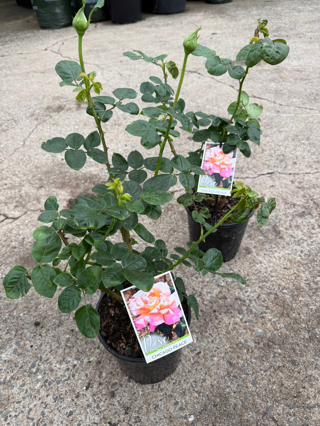 Rose 'Chicago Peace'