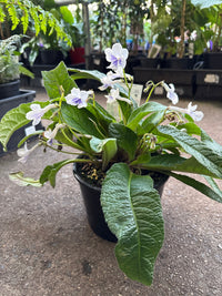 Cape Primrose Ladyslippers 'White Ice' (Streptocarpus) - Ladybird Nursery