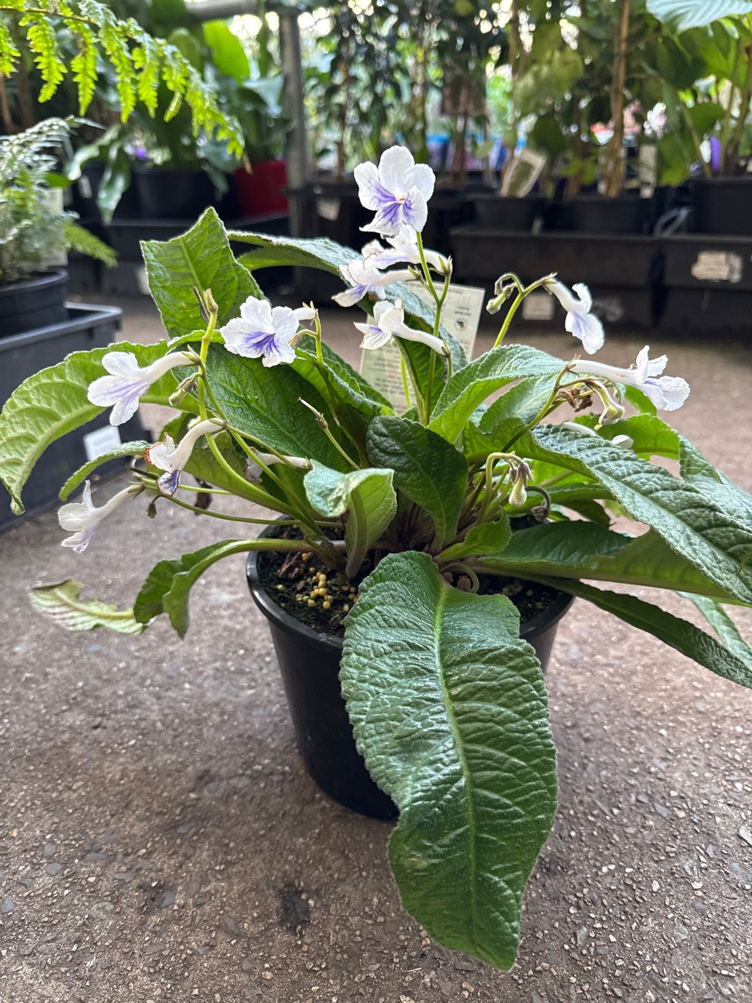 Cape Primrose Ladyslippers 'White Ice' (Streptocarpus) - Ladybird Nursery