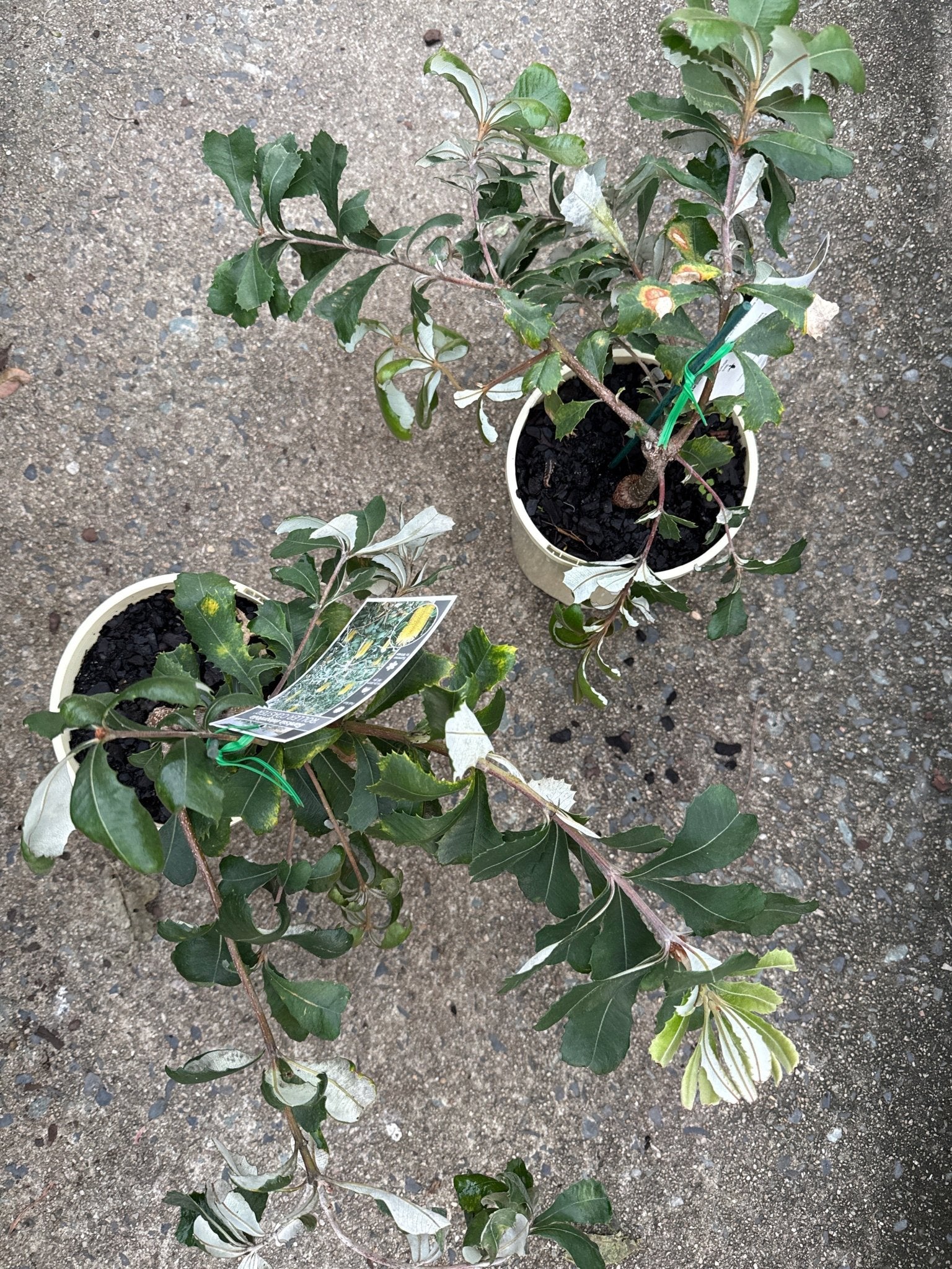 Banksia 'Roller Coaster' (Banksia integrifolia) - Ladybird Nursery