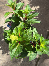 Hydrangea 'BloomStruck' Endless Summer® - Ladybird Nursery