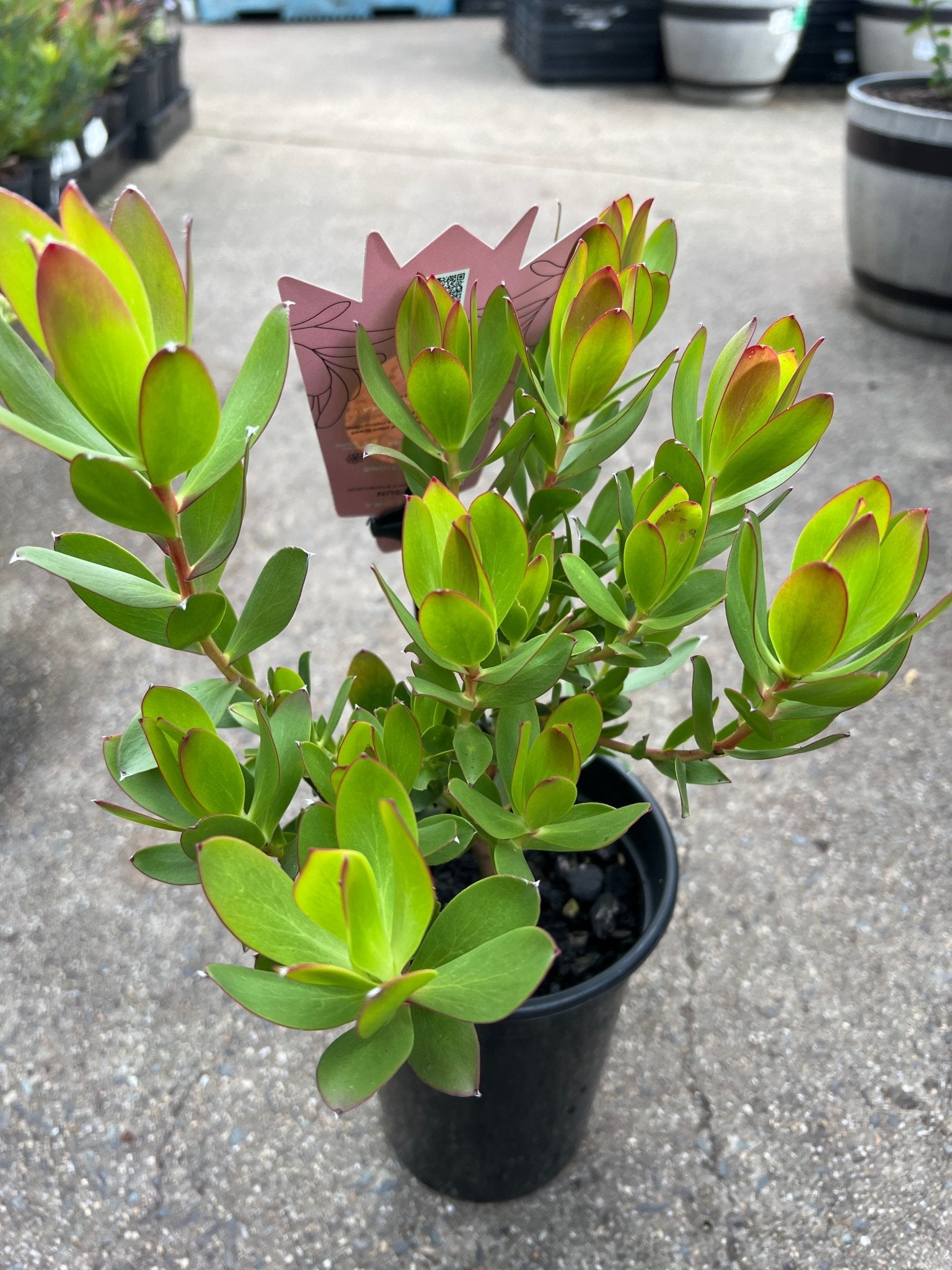 Leucadendron 'Summer Sun' - Ladybird Nursery