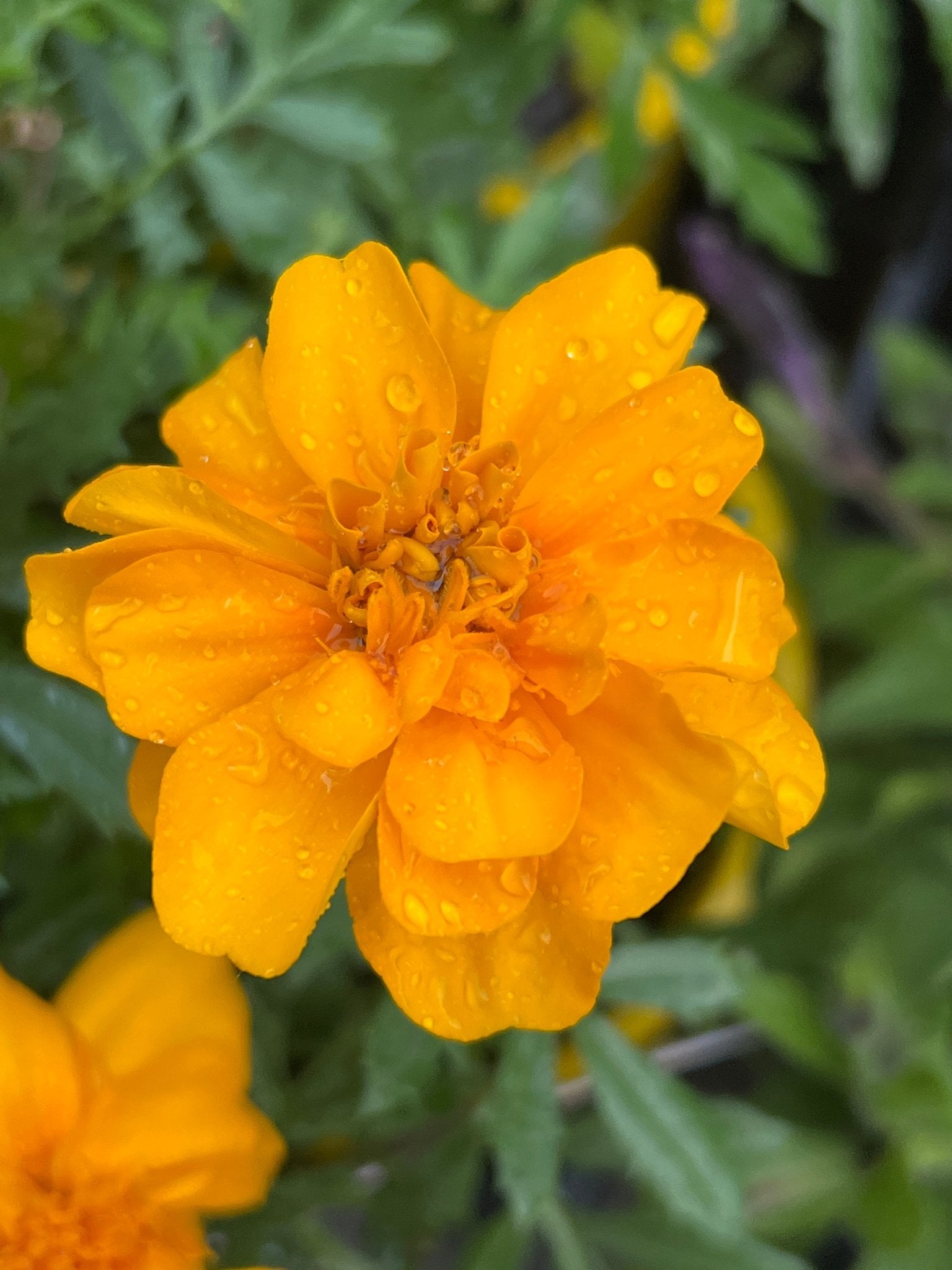 Marigold 'French Dwarf' (PICK UP ONLY) - Ladybird Nursery