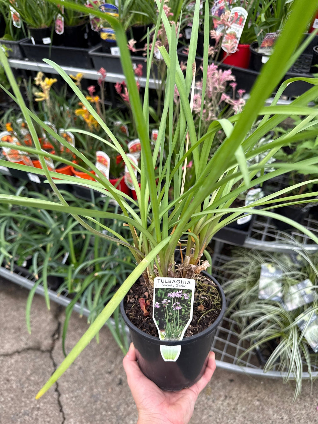 Society Garlic (Tulbaghia violacea) - Ladybird Nursery
