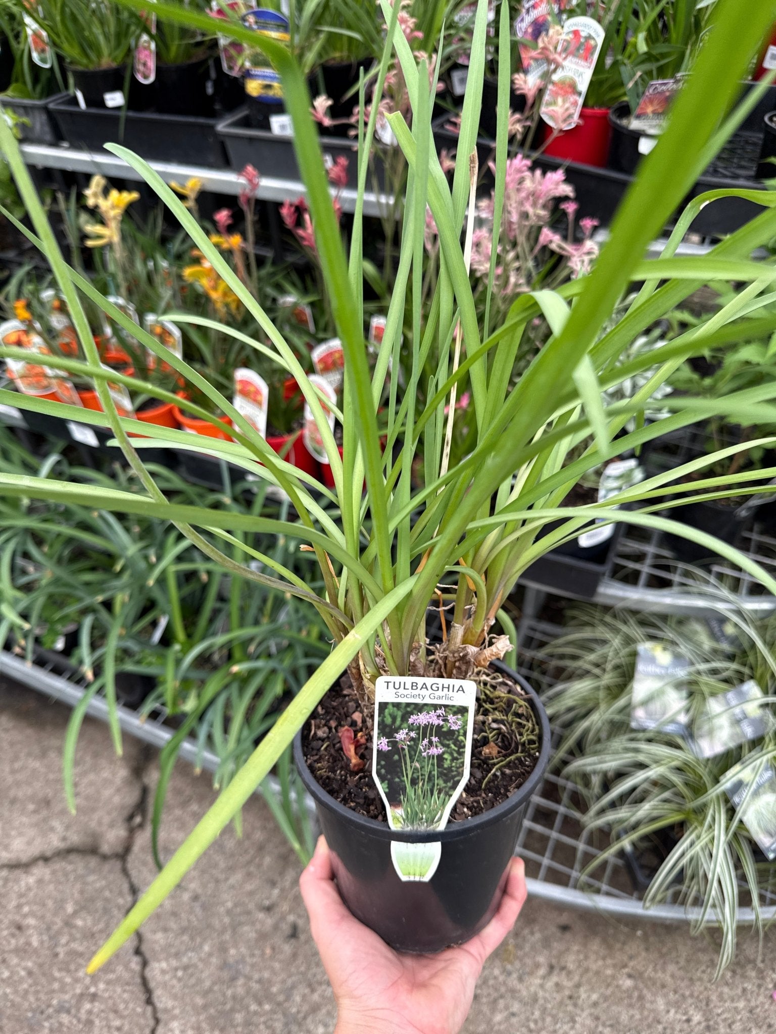 Society Garlic (Tulbaghia violacea) - Ladybird Nursery