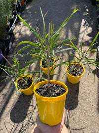 Willow Wattle (Acacia salicina) - Ladybird Nursery