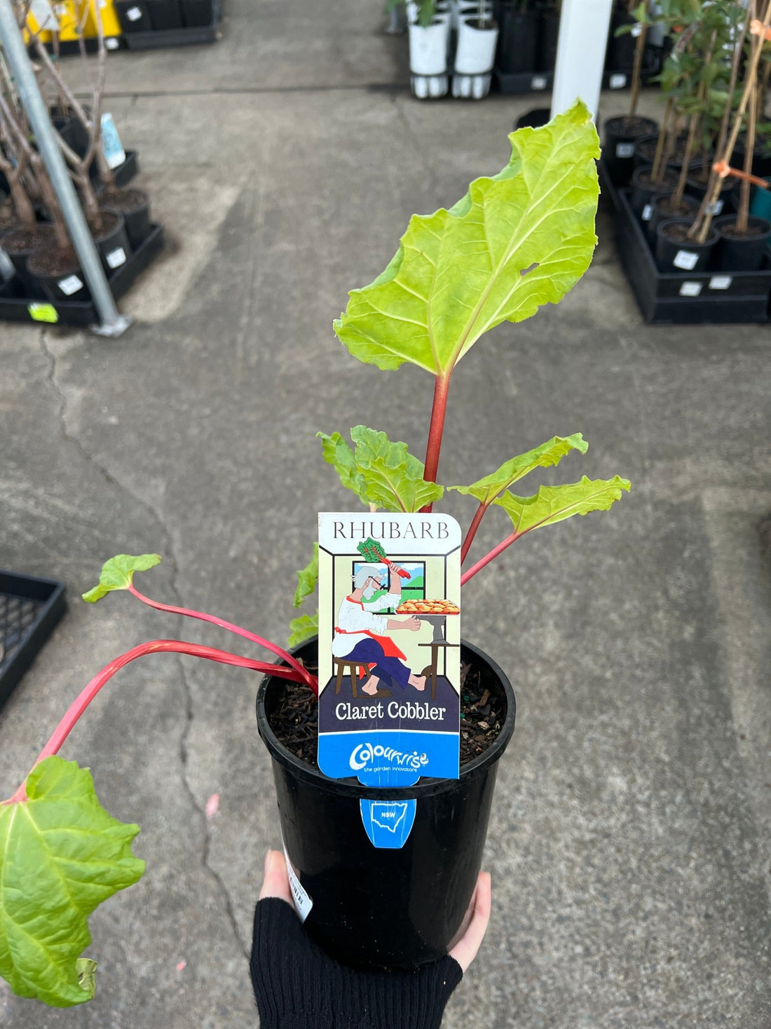 Rhubarb 'Claret Cobbler' (Rheum x hybridum) - Ladybird Nursery