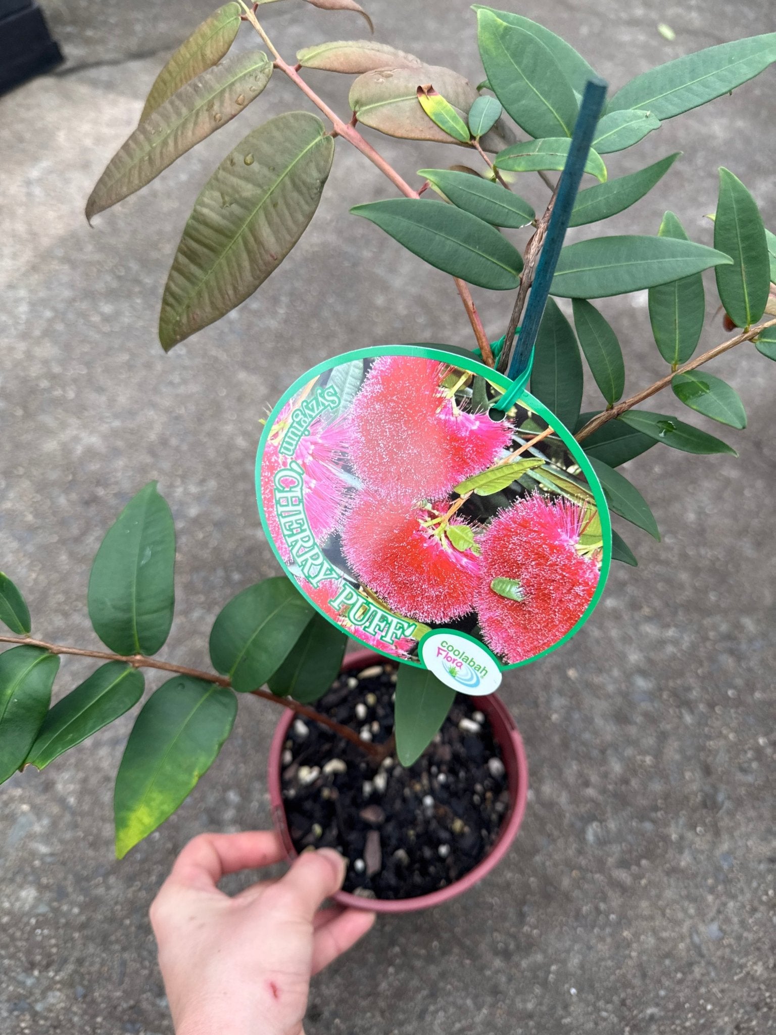 Lilly Pilly 'Powder Puff' (Syzygium wilsonii) - Ladybird Nursery