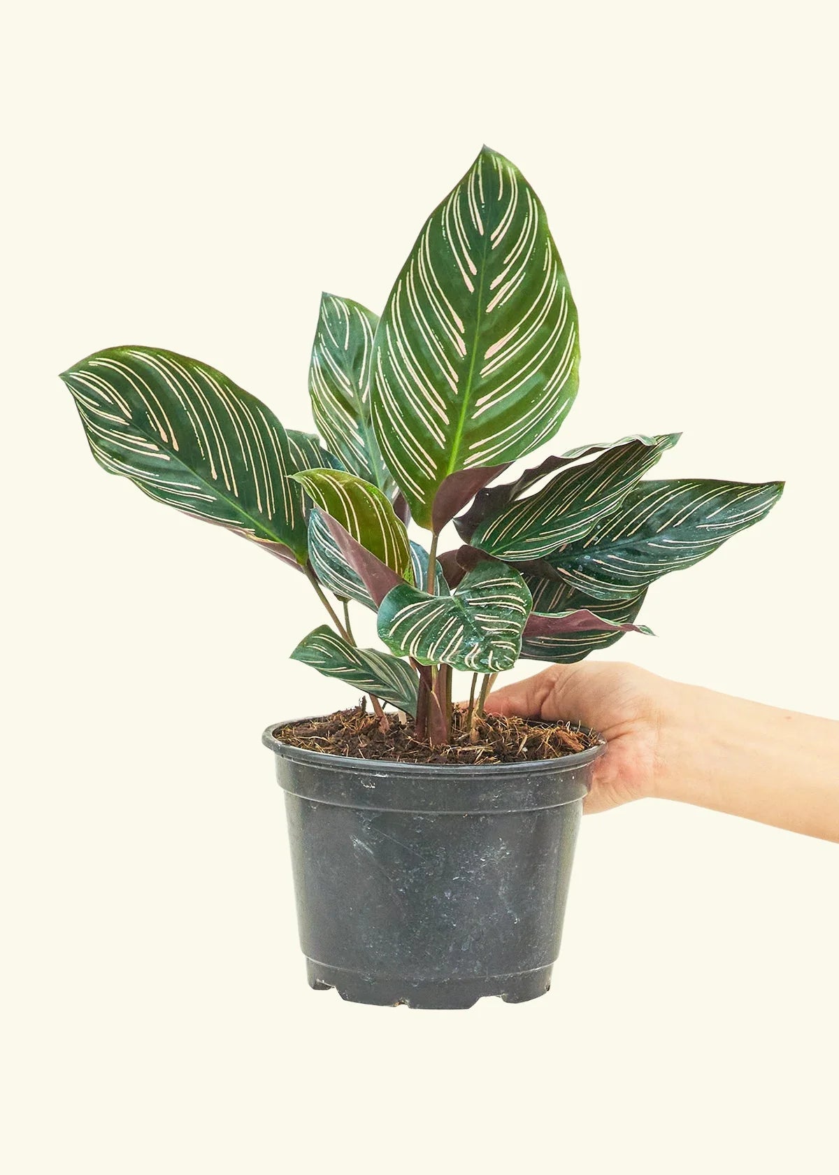 Prayer Plant Pinstripe (Calathea ornata) - Ladybird Nursery