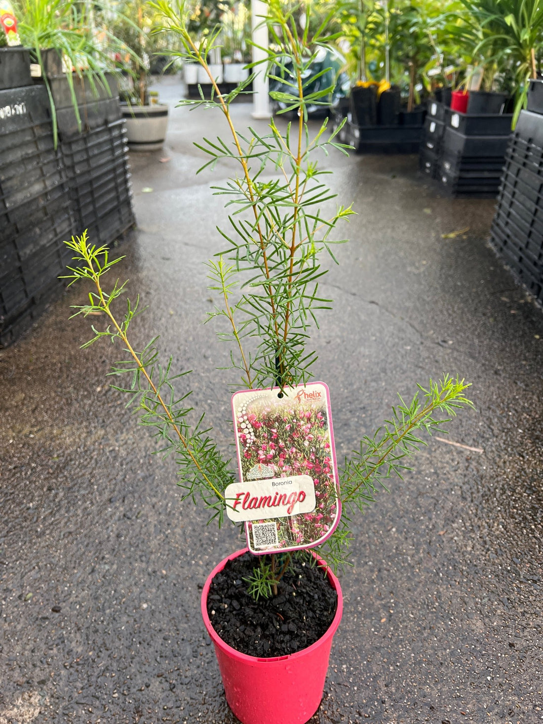 Boronia 'Flamingo' - Ladybird Nursery