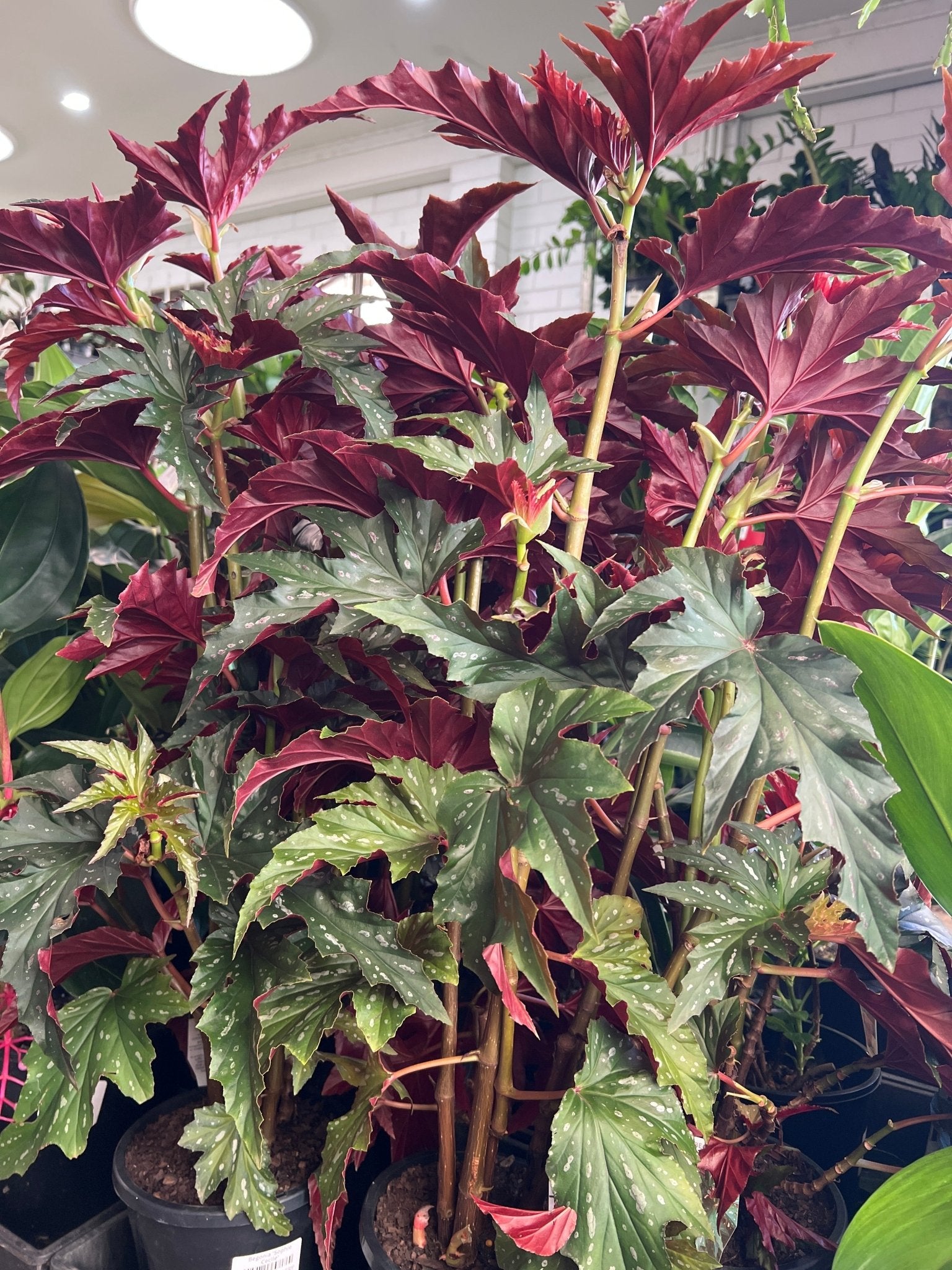 Begonia 'Sophie Cecile' - Ladybird Nursery