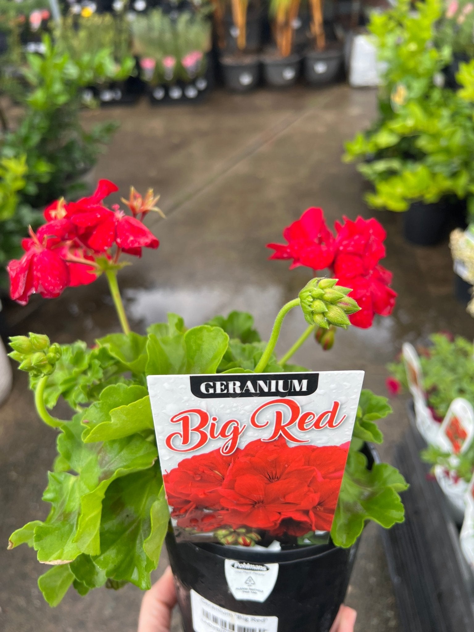 Geranium 'Big Red' - Ladybird Nursery