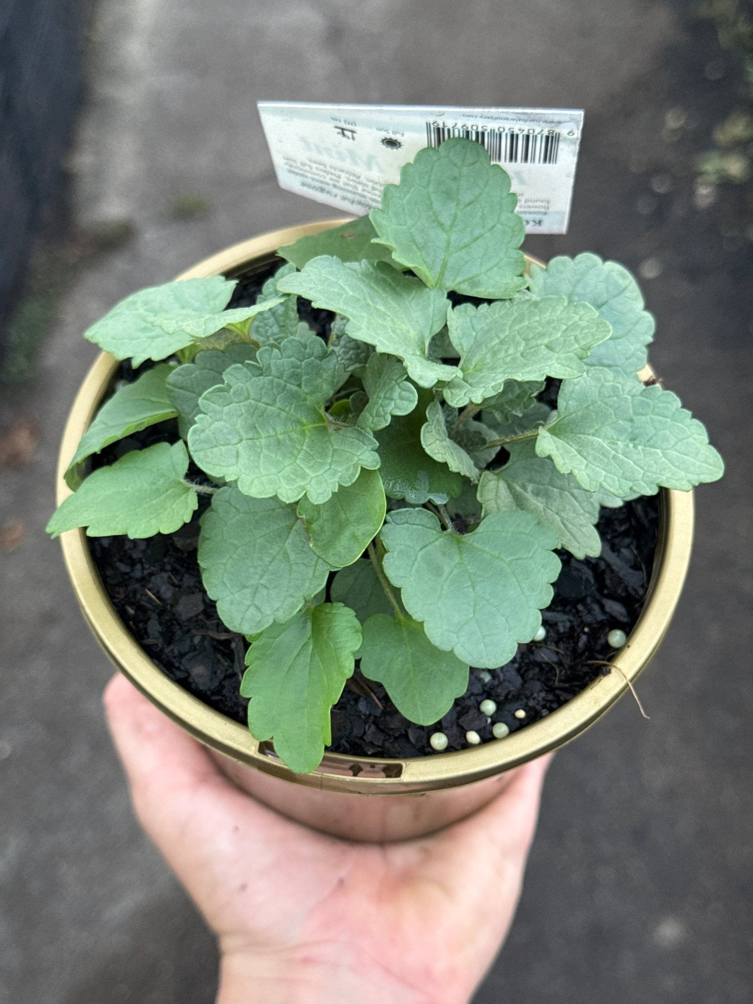 Korean Mint (Agastache rugosa) - Ladybird Nursery
