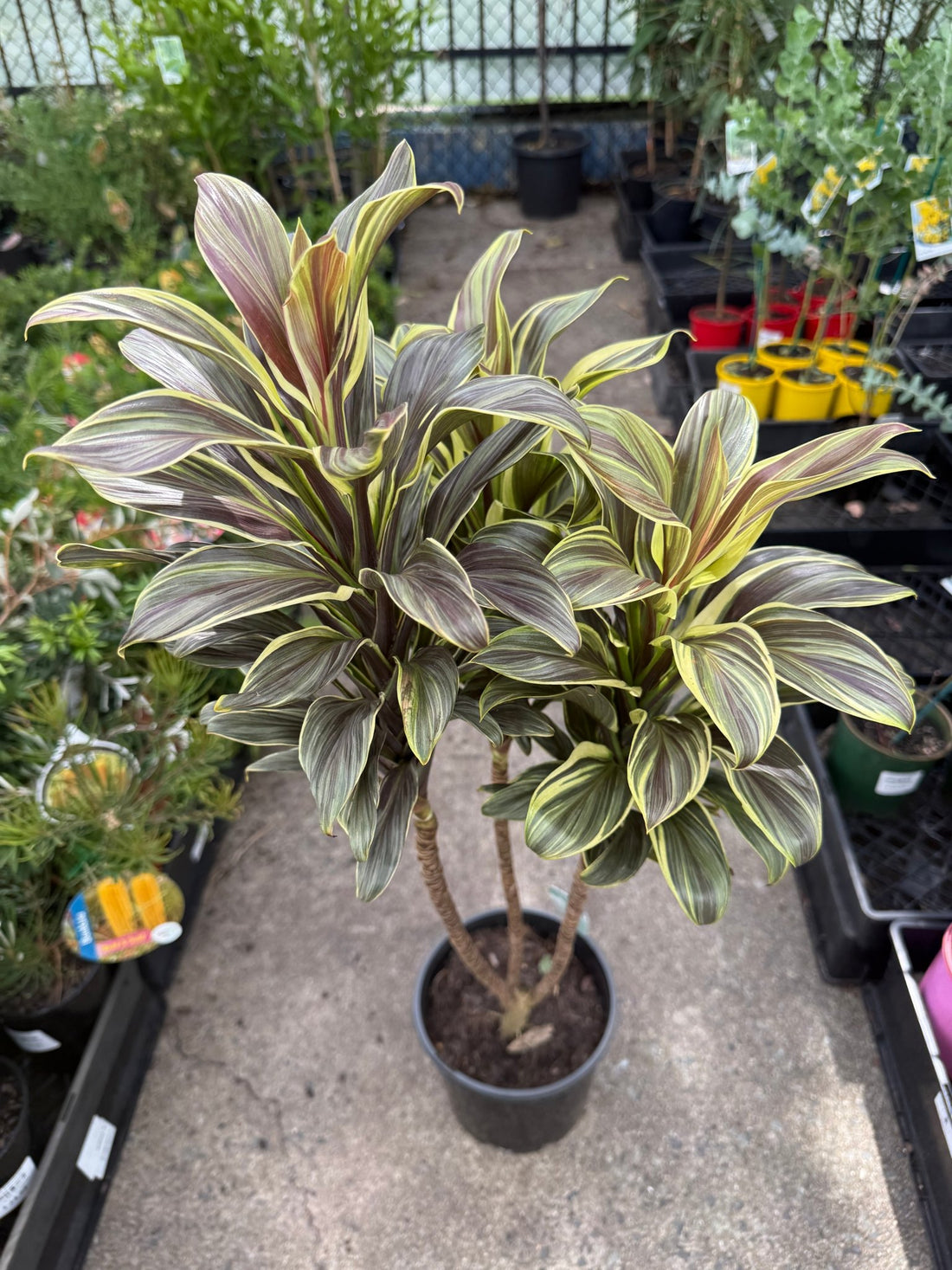 Cordyline 'Miss Andrea' (Cordyline fruticosa) - Ladybird Nursery