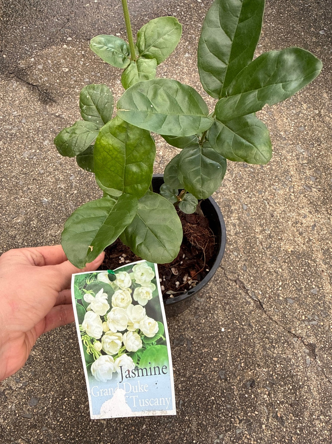 Jasmine ‘Grand Duke of Tuscany’ (Jasminum sambac) - Ladybird Nursery