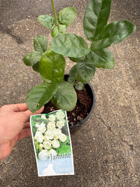 Jasmine ‘Grand Duke of Tuscany’ (Jasminum sambac) - Ladybird Nursery