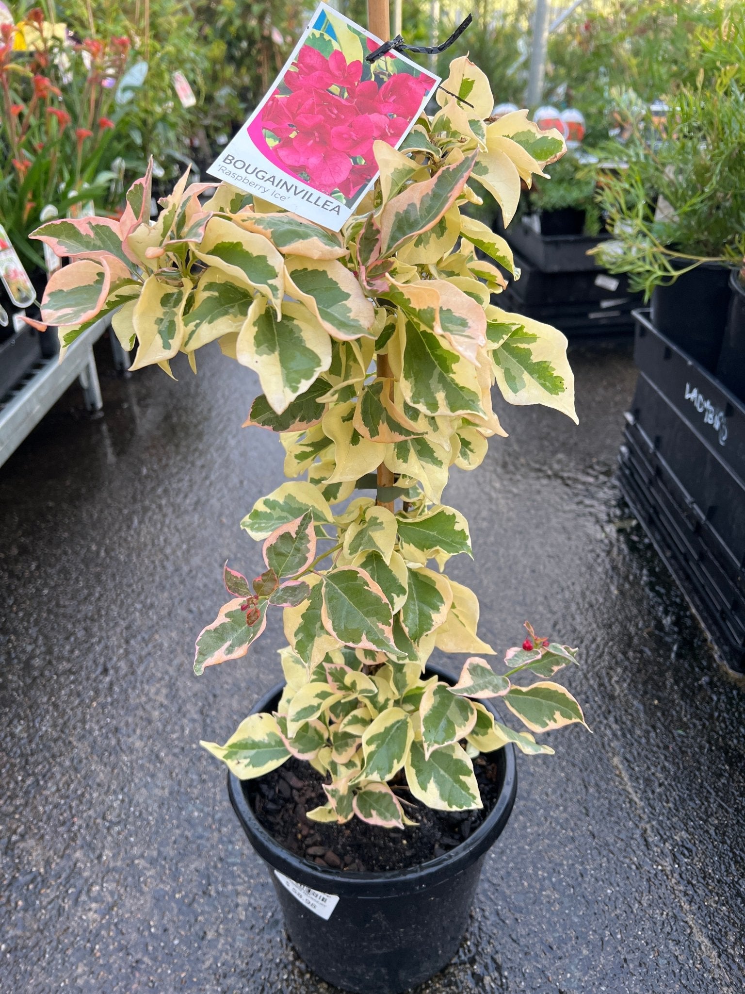 Bougainvillea 'Raspberry Ice' (Bougainvillea glabra) - Large - Ladybird Nursery