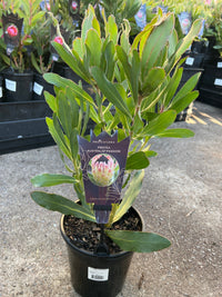 Protea 'Australis Passion' - Ladybird Nursery