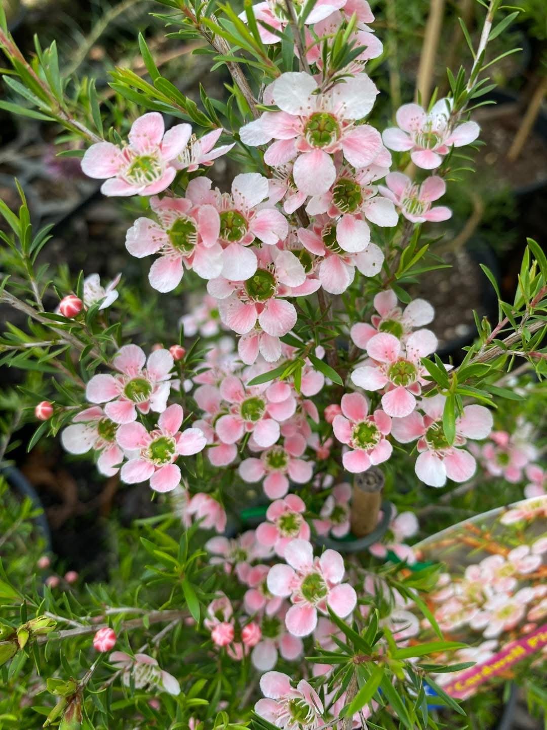 Leptospermum 'Pink Cascade' - Ladybird Nursery