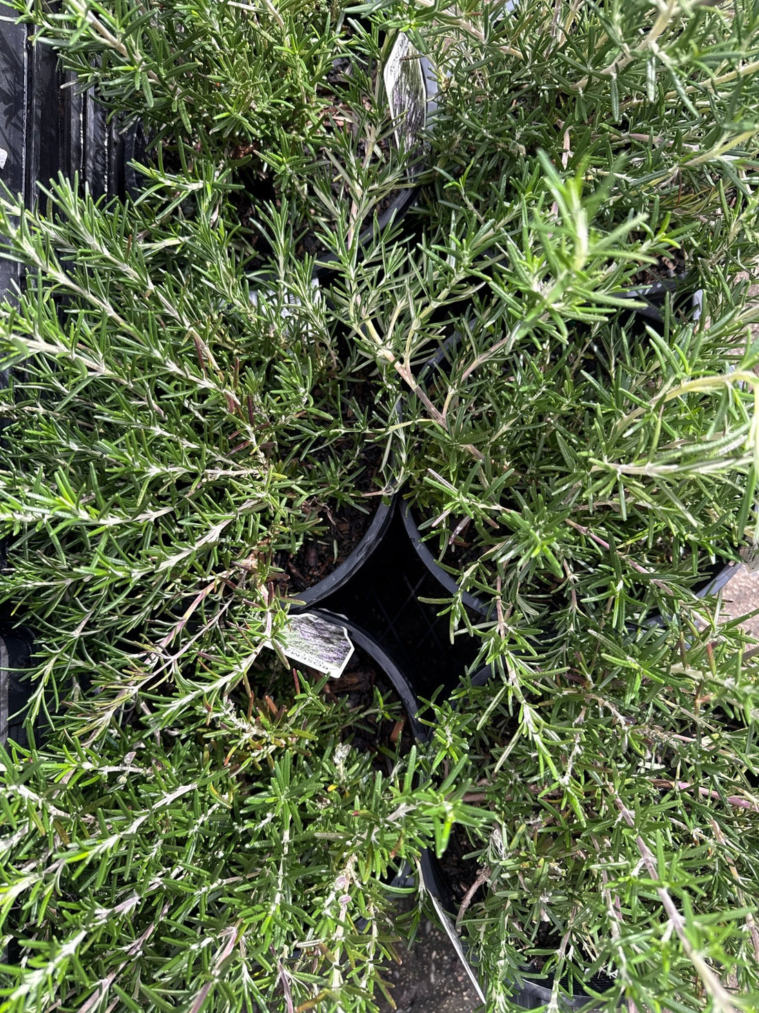 Rosemary 'Blue Lagoon' (Rosmarinus officinalis) - Large - Ladybird Nursery