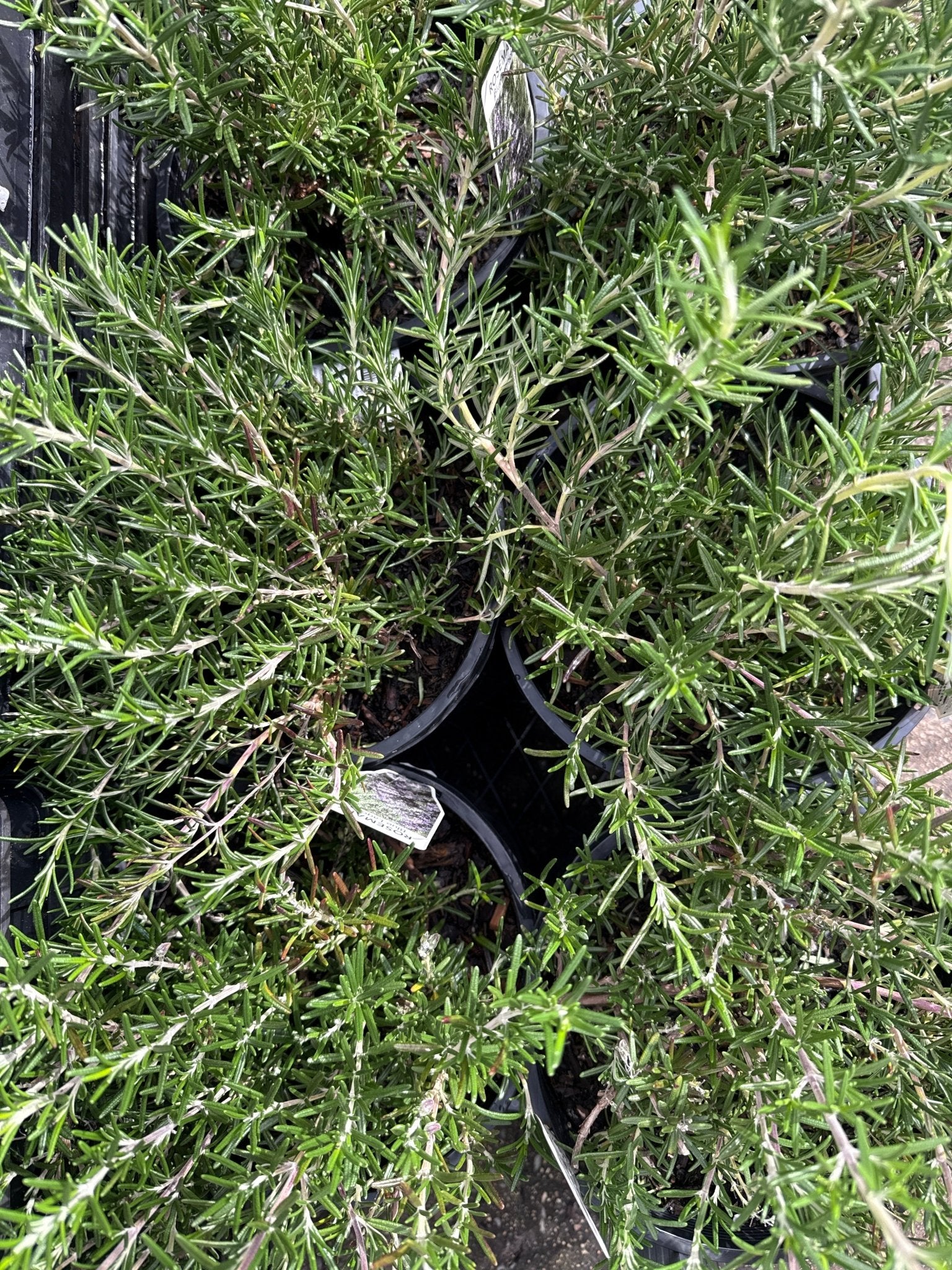 Rosemary 'Blue Lagoon' (Rosmarinus officinalis) - Large - Ladybird Nursery