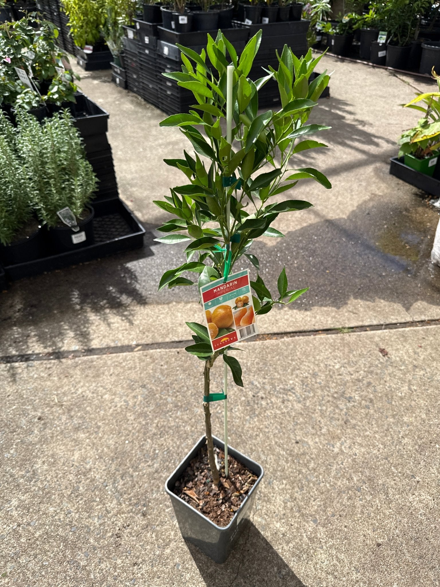 Imperial Mandarin Tree (QLD Only) - Ladybird Nursery