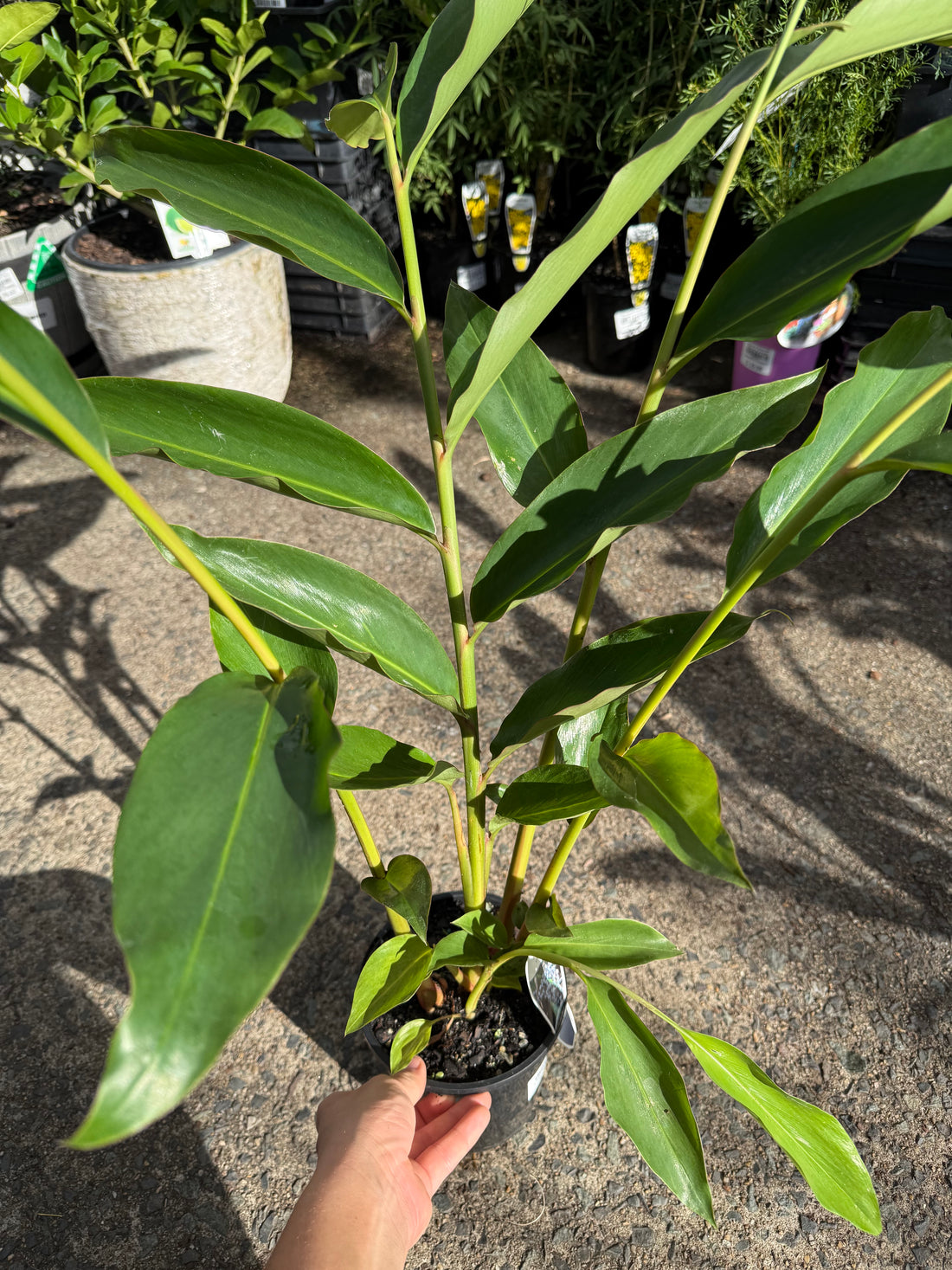 Native Ginger (Alpinia caerulea)