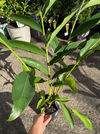 Native Ginger (Alpinia caerulea)