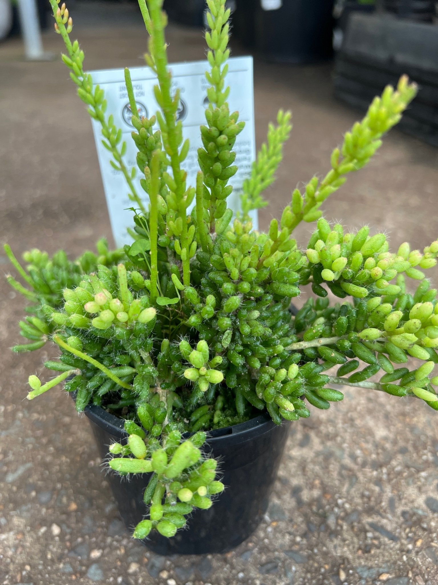 Rhipsalis (Mesembryanthemoides) - Ladybird Nursery