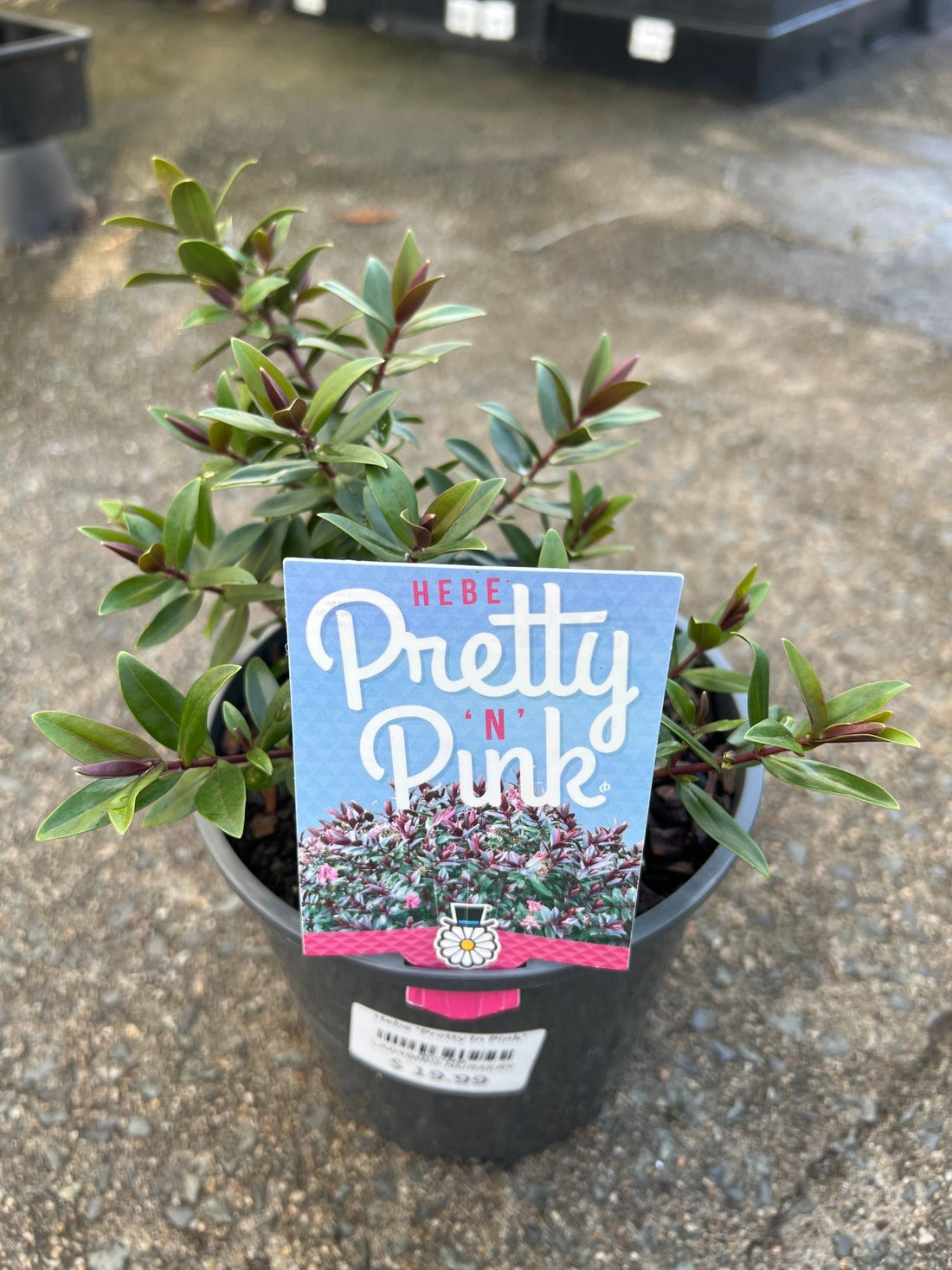 Hebe 'Pretty In Pink' - Ladybird Nursery